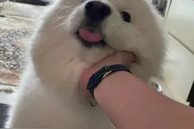 亲一下狗狗的额头，它会有什么反应？这些狗狗的回应也太暖啦图片
