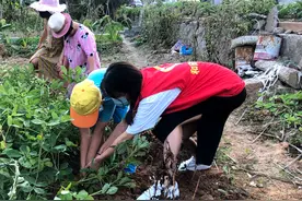 东宅村新时代文明实践站：亲近自然体验拔花生图片