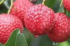 深圳采摘地合集来袭！荔枝，桃子，蔬菜等都有呦！看完后更想安排图片