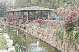 第一个中国生红吼猴宝宝迎客了！来上野踏青吧图片