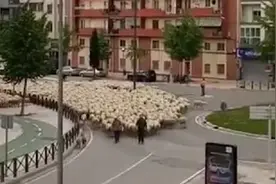 蒙古国送中国的3万只羊“抵达”北京延庆？假的！视频封面