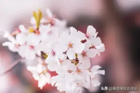 《唐诗三百首》中的四季，唯美了时光，惊艳了岁月图片