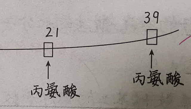 有关蛋白质的相关计算