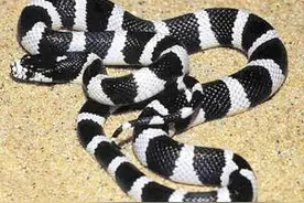 银环蛇的毒性究竟有多毒？被咬伤后会嗜睡但不会无痛苦地一命呜呼图片