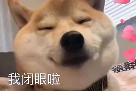 表情包｜精选柴犬的表情图片