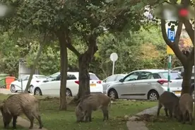 以色列野猪泛滥成灾 不能杀也不能吃