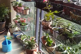 养花人最发愁的问题，看完这5种“浇水神器”，出门一个月也不怕图片