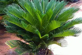 家庭养铁树，“4个技巧”要掌握，学会了叶片油绿，四季常青图片