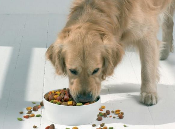 资深铲屎官都不一定知道的，“狗味”去除法
