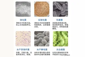 鱼缸开缸该加硝化细菌吗，咋加更好？观赏鱼鱼缸加硝化细菌有技巧图片