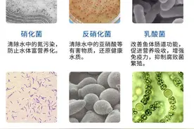 鱼缸开缸该加硝化细菌吗，咋加更好？观赏鱼鱼缸加硝化细菌有技巧图片