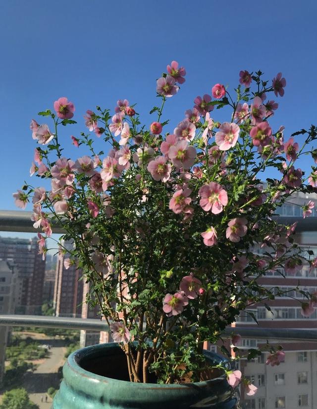 养好小木槿，做到3点，花期更长了，侧枝多花量大美美哒