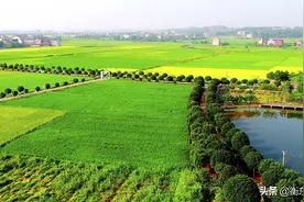 稻花“湘”里说丰年 衡东农业的“前世今生”图片