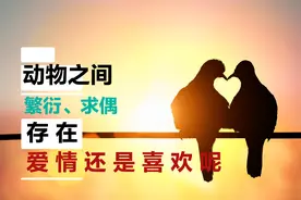 动物之间会有爱情吗？如果有？是喜欢还是真爱呢？图片