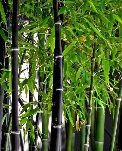 竹子有26种，详解，配图