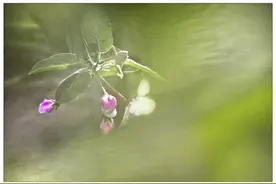 杜荀鹤之谒图片