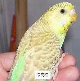 黄绿鱼鳞鹦鹉