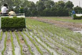专题：东北地区水稻全程生产技术图片