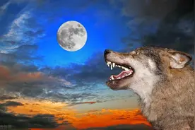 捉活狼记三：进入狼洞沟第八天，猪崽被狼吃了！捉狼就在今夜图片