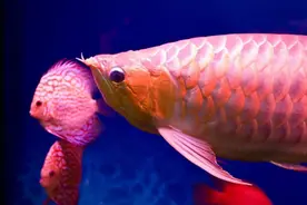 宠物鱼前辈常说的“老三样”科学吗？升温换水挺有用，撒盐很荒诞图片