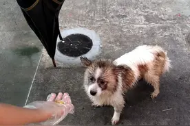 广东：流浪狗进店避雨，店长喂完，狗狗竟不走了，狗狗：别赶我走图片