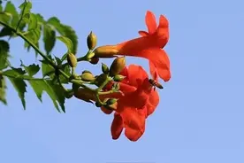 家庭院落，这些花木不能种植在家中，这不是讲究，是有科学依据的图片