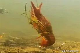钓友突发奇想，用小龙虾做诱饵，鱼没钓到，钓到一块“大疙瘩”图片
