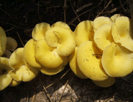 三十一种常见的菌类蘑菇图片