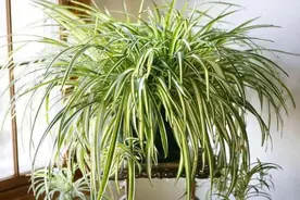 养残的吊兰不要扔，先剃头再换盆，掌握技巧，很快就能恢复繁茂图片