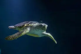 蠵蠖螠蛂虻蚰蜒蛞蝓蜉蝣蟛蜞蝤蛑蛁，你都认识吗？图片