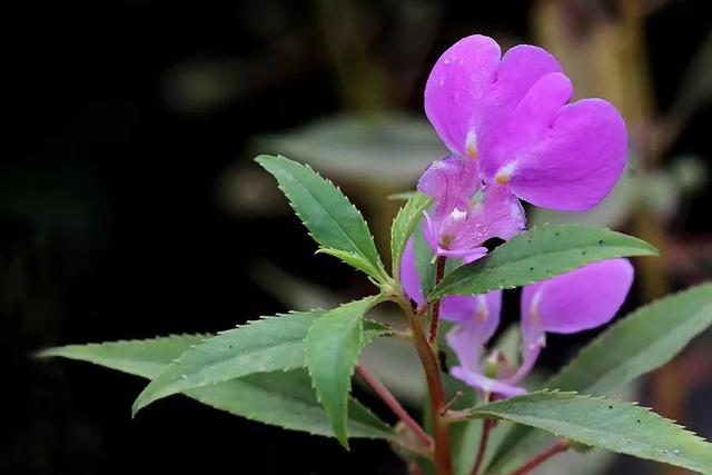 涂甲油胶花型 2025年涂甲油胶花型怎么涂 涂甲油胶花型 2025年涂甲油胶花型怎么涂