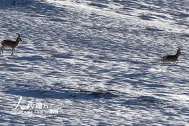 甘肃阿克塞祁连山区野生动物雪后觅食图片