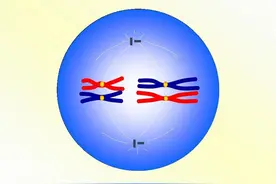 减数分裂和受精作用知识点总结图片