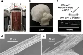 日本成功利用光合细菌生产出蜘蛛丝图片