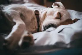 狗狗肠胃不好有哪些症状，怎样调理最有效？图片