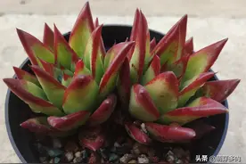 多肉植物秋天为什么没有上色，为什么反而还掉色了，我来帮您解答图片