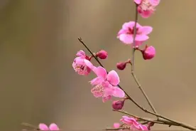 落雁浅析诗词格律(七绝格律四)图片