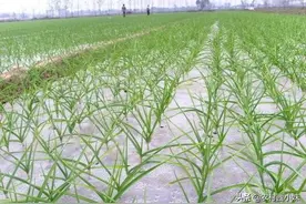 大蒜种植该如何管理？大蒜种植的田间管理要点图片