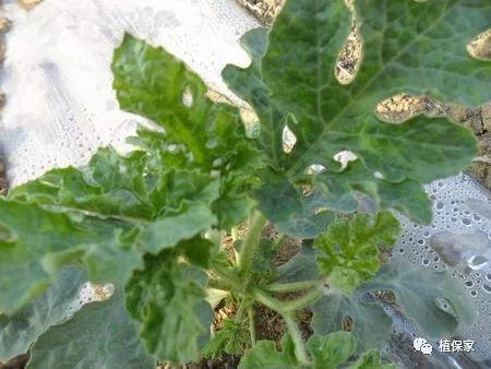 聚天门冬氨酸——氨基酸肥料中的王者