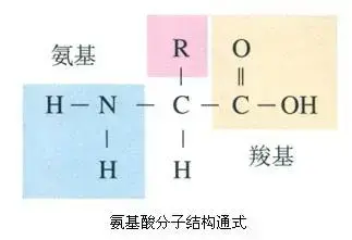 氨基酸、黄腐酸、腐植酸的作用与区别