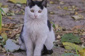 北京猫猫地图① · 流浪猫间百态图片