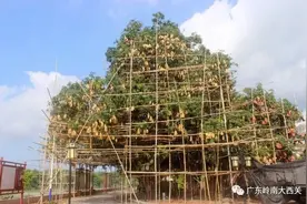 厉害！不得了！郁南县河口镇D芒果…图片