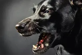 狗狗嗓子发出“咔、咔”的声音？家长们要注意了，那是它在咳嗽图片