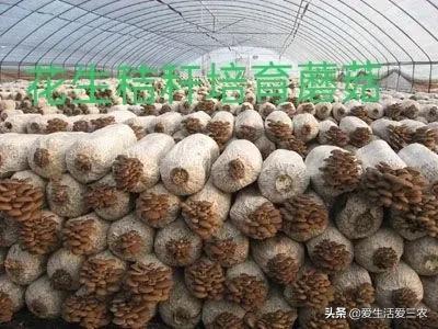 号称“秸秆之王”的花生秸秆，别当柴火烧了，每吨能卖一千多元！