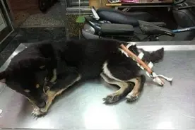 狗狗后部被插入“木棍”，还缠着大量胶带，被救后又遭遗弃图片