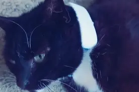 主人给猫咪戴GPS，意外发现它还有5个家！猫界时间管理大师图片