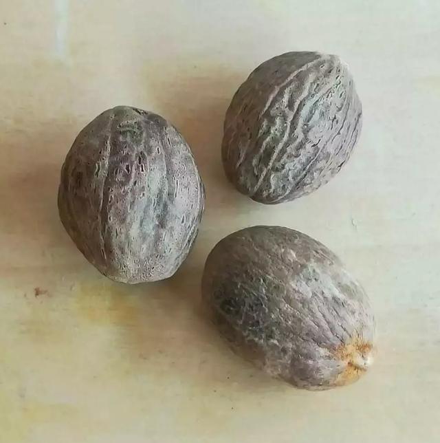oregano是什么调料