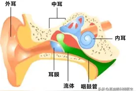 耳痛就是中耳炎吗？儿童和成人耳痛原因各不同图片