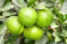 柑橘膨果，别傻傻的补钾肥！这2种营养才是膨果壮果的关键图片