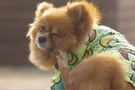 狗狗身上爬满跳蚤？教你几招，不再苦恼图片